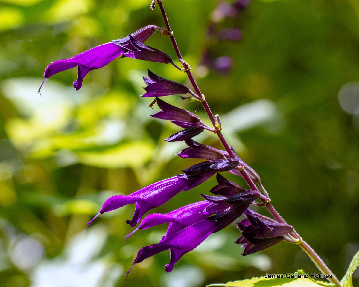 Harris County Master Gardeners On Twitter A Monarch Waystation