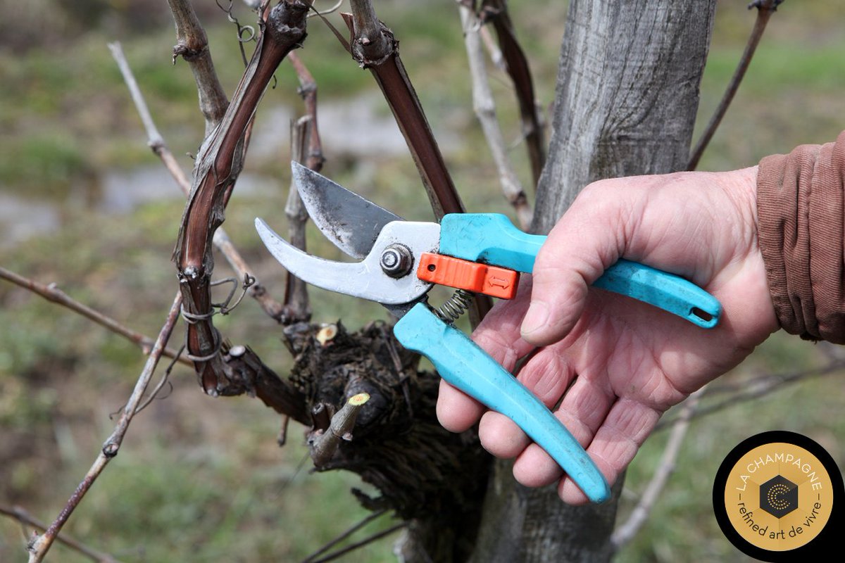 [ Devinette ]

Il existe 4 types de taille en #Champagne. Laquelle correspond à la taille Chablis ?
- taille courte sur charpente longue ?
- taille courte sur charpente longue unique ?