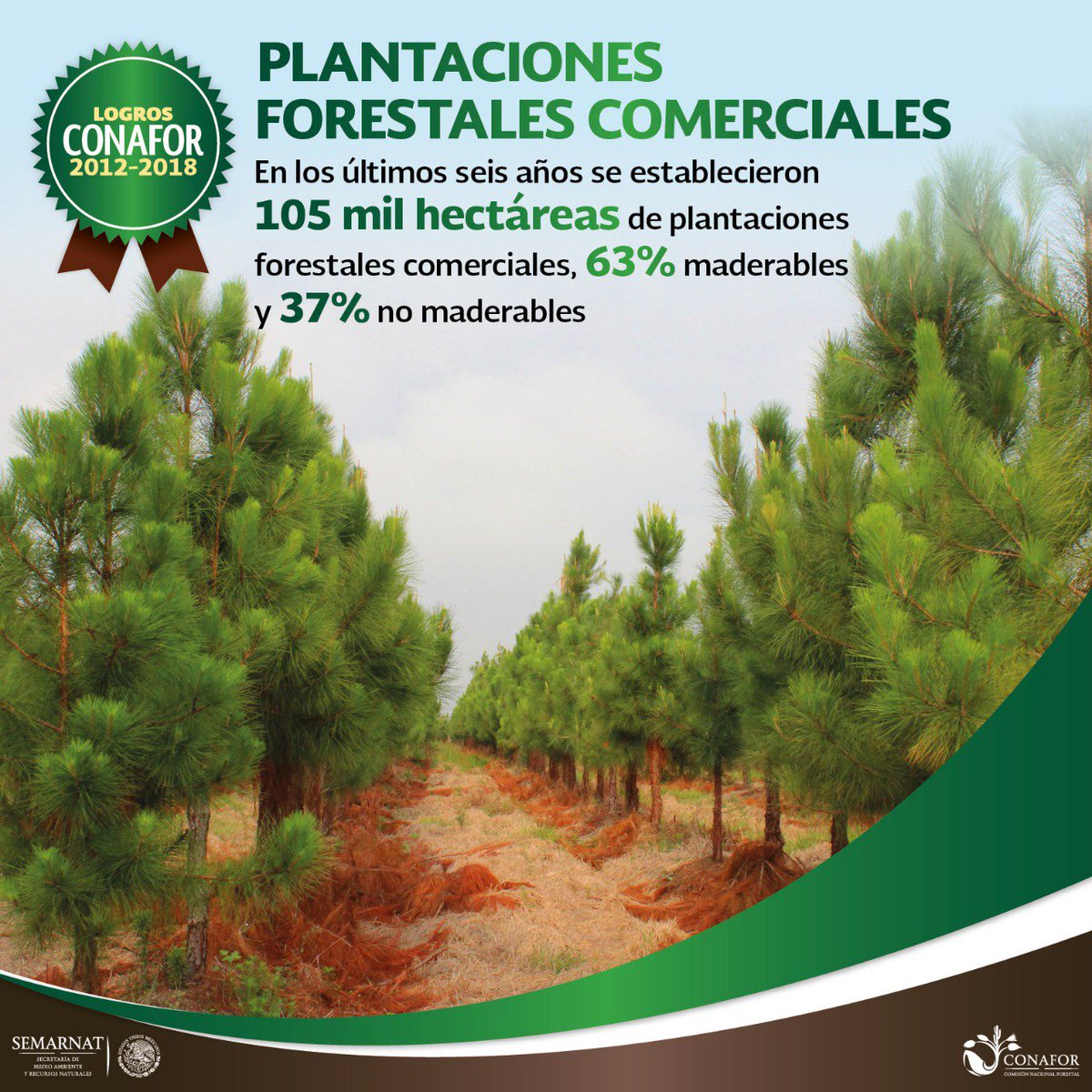 CONAFOR's tweet photo. Con el establecimiento de más plantaciones forestales comerciales en estados como #Campeche, #Veracruz y #Tabasco aumentamos la captura de carbono y la producción nacional de maderables y no maderables. #LogrosCONAFOR 🌳✅ https://t.co/BwqmrQ3xeY
