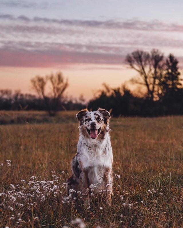 mavtheaussie's tweet photo. May your weekend be filled with sunsets, smiles and walks! https://t.co/W3sSvF8apT https://t.co/q6yZ8YbcSl