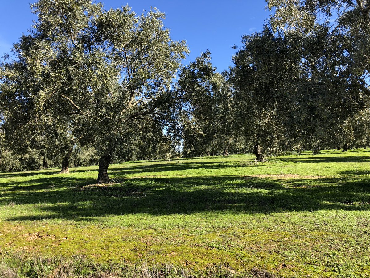 Alvaro Olavarria tweet media