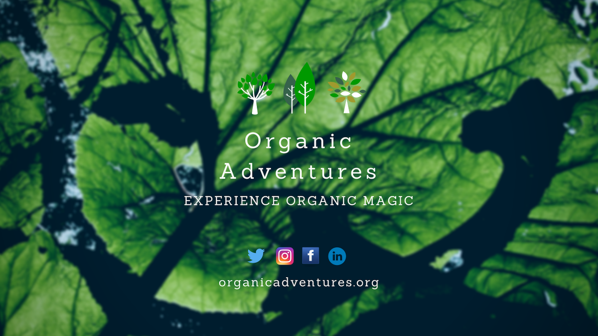 Org_Adventures's tweet photo. We are organic adventures and we always ensure that you experience that #OrganicMagic!
So how about you head over to https://t.co/gVIdaJye1T to sub to our YouTube channel 💯
New episodes out every two weeks. Let's experience that organic magic together 🔥
#OrganicAdventures https://t.co/zUcJ2Sm623
