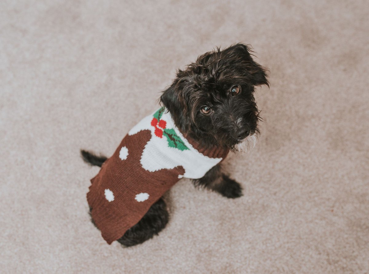 Puppy's first Christmas Jumper! Ted seems to love wearing jumpers... probably something to do with the fact he has a bauld little belly 😂 #RescuePuppy #RescueDog