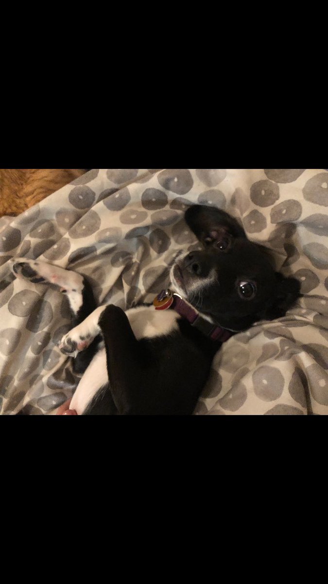 akspaceman's tweet photo. My sisters dog is missing, last seen at the club apartments off of downing and Tudor. Please help me get this out there. https://t.co/cUMUMpIyo6