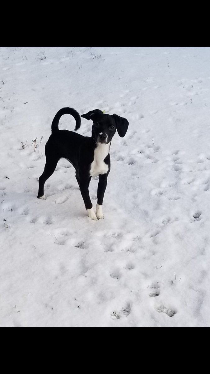 akspaceman's tweet photo. My sisters dog is missing, last seen at the club apartments off of downing and Tudor. Please help me get this out there. https://t.co/cUMUMpIyo6