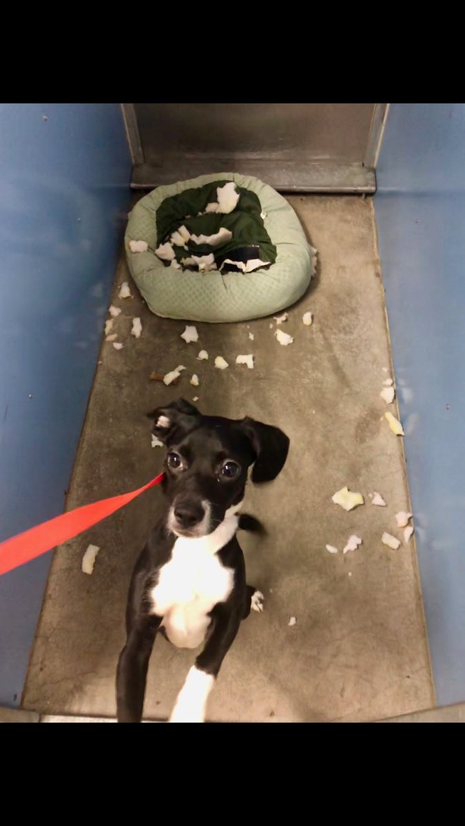 akspaceman's tweet photo. My sisters dog is missing, last seen at the club apartments off of downing and Tudor. Please help me get this out there. https://t.co/cUMUMpIyo6