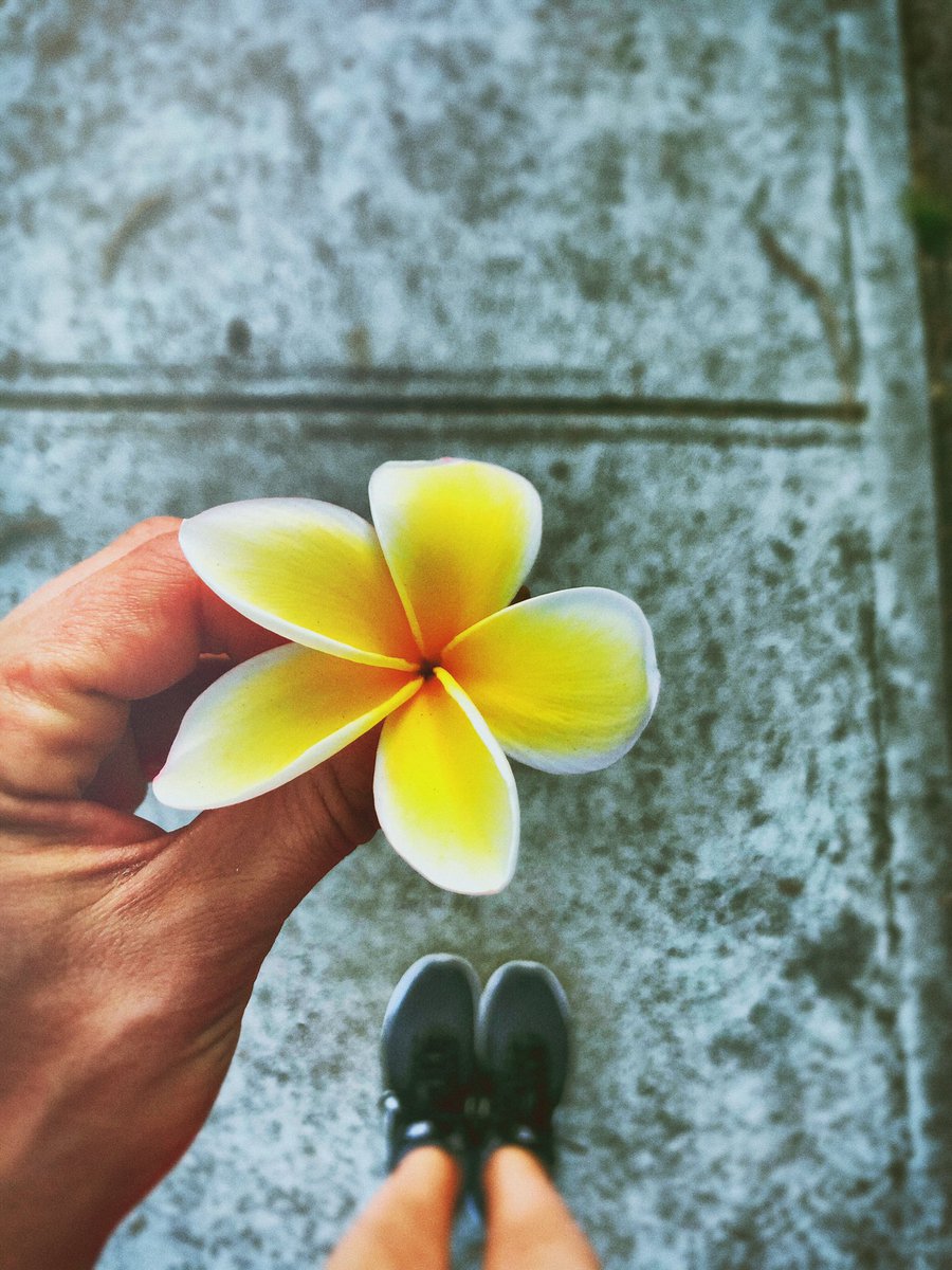 angiedimi's tweet photo. Happy 1st December ☀️💐🌿. Enjoy #Saturday and the gorgeous sunshine this weekend brings. #summertime #flowerstagram #beauty #mornings #morningwalk https://t.co/CFHiSVuldK