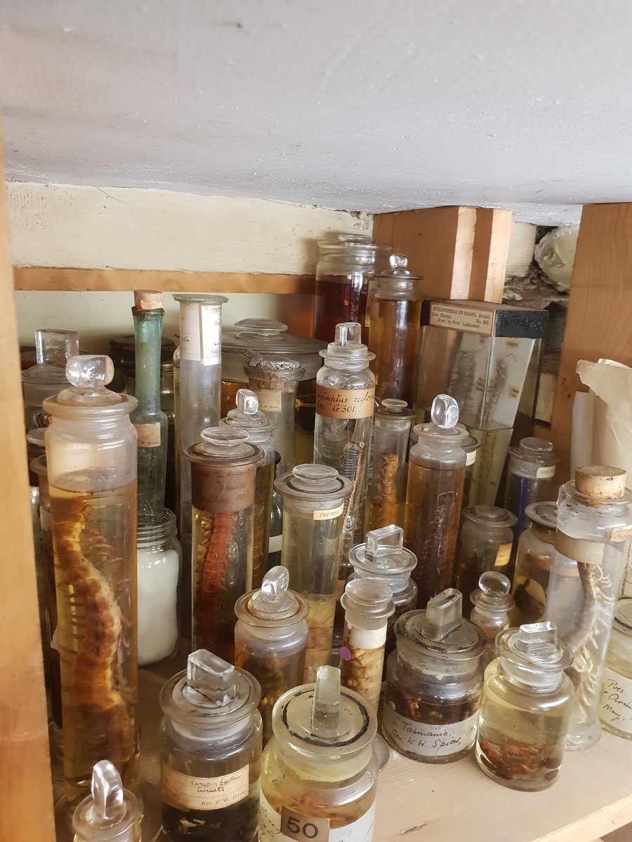 earmstrong91's tweet photo. Really fascinating day @Pitt_Rivers
Entomological specimens 2 centuries old from collections of some of the greatest historical naturalists ever, and a great insight in to the past and the future of entomological research.
@UniRdg_Ento #MScEntoRes #entomology #dungbeetles https://t.co/XSuYPwonoa