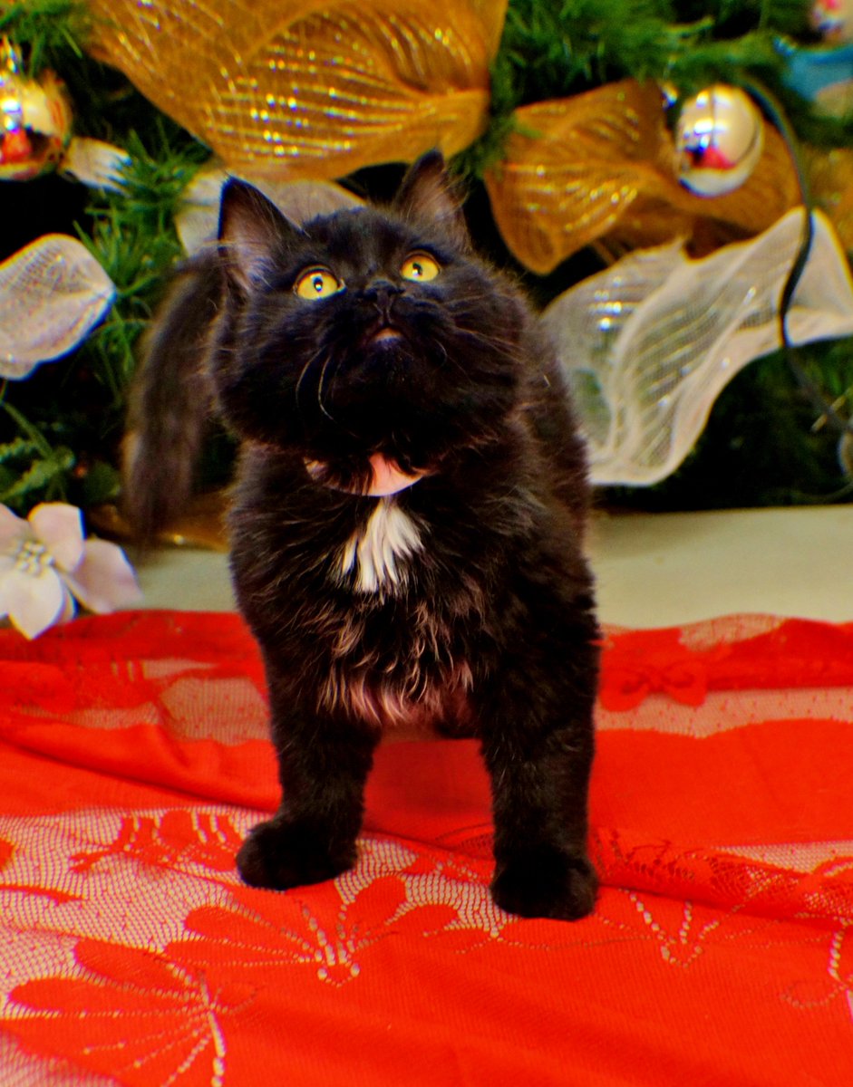 forteriespca's tweet photo. Kitties ready for adoption!! https://t.co/QH8XBzCyqb