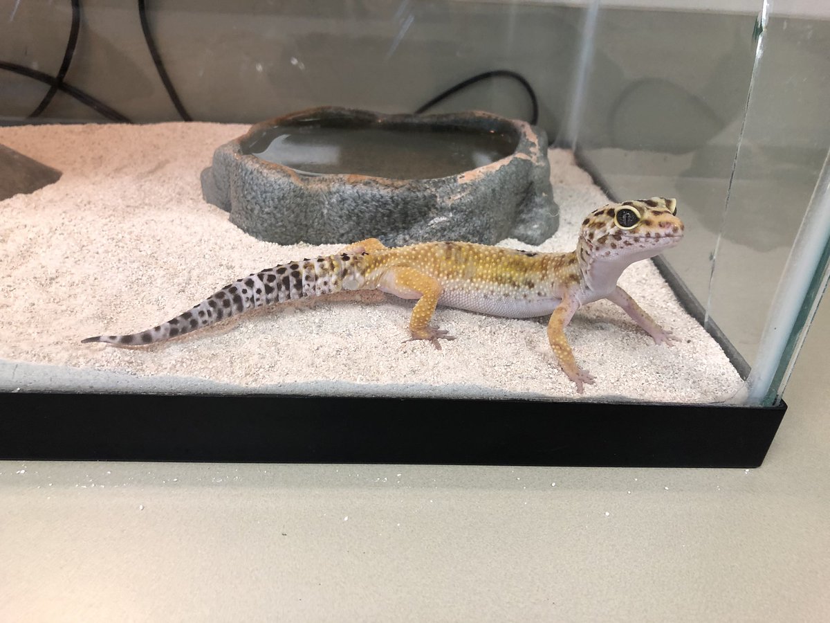 Whitney Chang tweet media