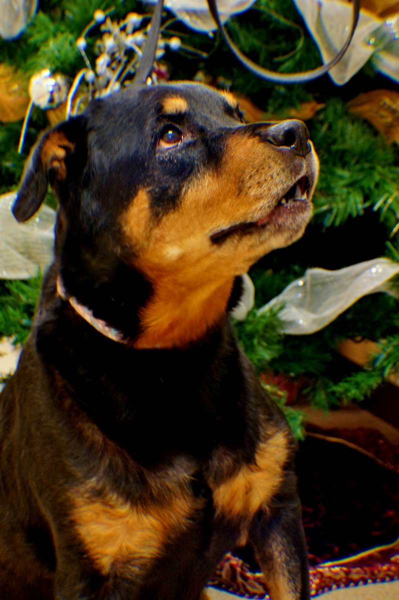 forteriespca's tweet photo. Dog's waiting for their forever homes https://t.co/8SaWGO3LmB