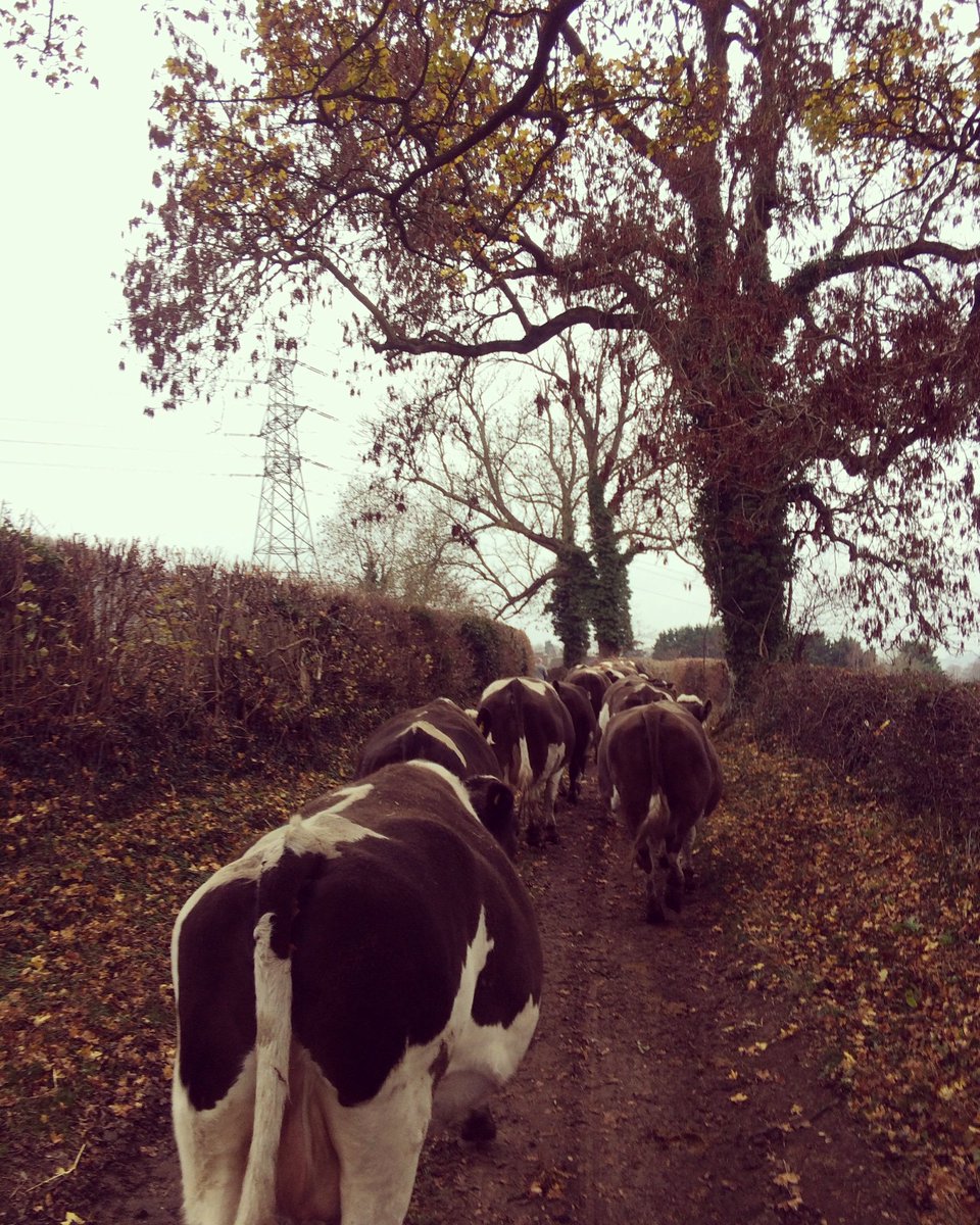 SullyEmma's tweet image. The girls coming in for winter #farming