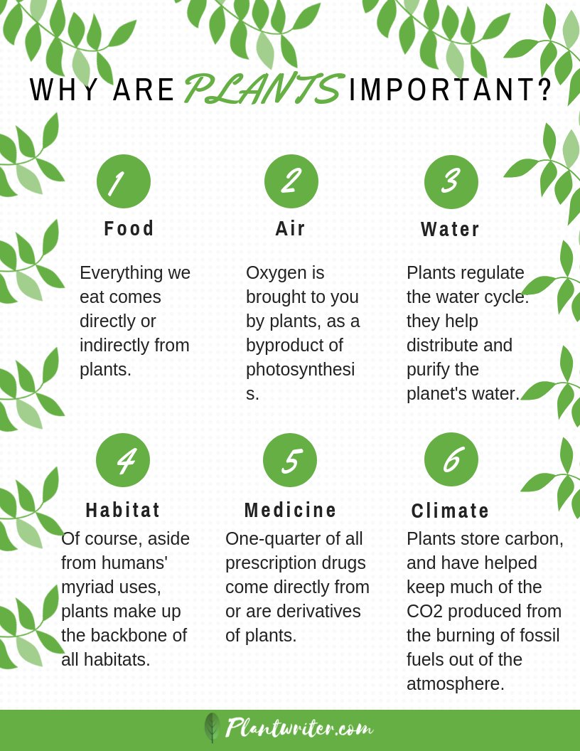 _plantwriter's tweet photo. #whatareplantsimportant #plant #nature #importanceofplants #air #water #climate #food #habitat #medicine https://t.co/En7EbnsDWc