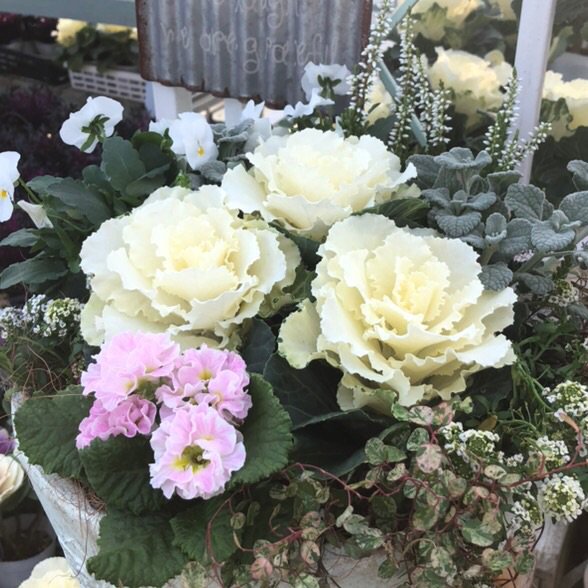花ひろばスタッフ 花好き仲間がひょっこり出逢う ステキな花々 お花のある暮らし No 1 From 花ひろば多度町 花パパぶろぐ T Co M3shxv8zmu フレアホワイト 八重咲きパンジー クリスマス雑貨 12 11 寄せ植え展示reスタート 多度