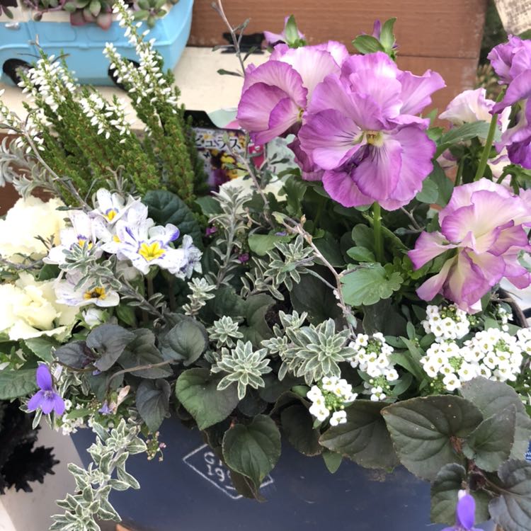 花ひろばスタッフ 花好き仲間がひょっこり出逢う ステキな花々 お花のある暮らし No 1 From 花ひろば多度町 花パパぶろぐ T Co M3shxv8zmu フレアホワイト 八重咲きパンジー クリスマス雑貨 12 11 寄せ植え展示reスタート 多度