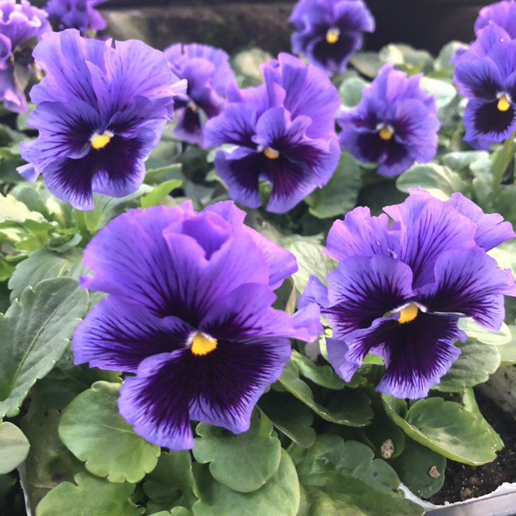 花ひろばスタッフ 花好き仲間がひょっこり出逢う ステキな花々 お花のある暮らし No 1 From 花ひろば多度町 花パパぶろぐ T Co M3shxv8zmu フレアホワイト 八重咲きパンジー クリスマス雑貨 12 11 寄せ植え展示reスタート 多度