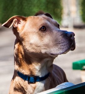 Shadow is a male Jindo mix looking for a loving family! petfinder.com/petdetail/4243…