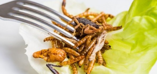 Voici une recette qui vient tout droit du Mexique : les plats à base de criquets sont de véritables spécialités locales.
Tartinez un tortilla avec du guacamole, déposez une cuillère à soupe de criquets et ajoutez un filet de citron vert sur le tout.