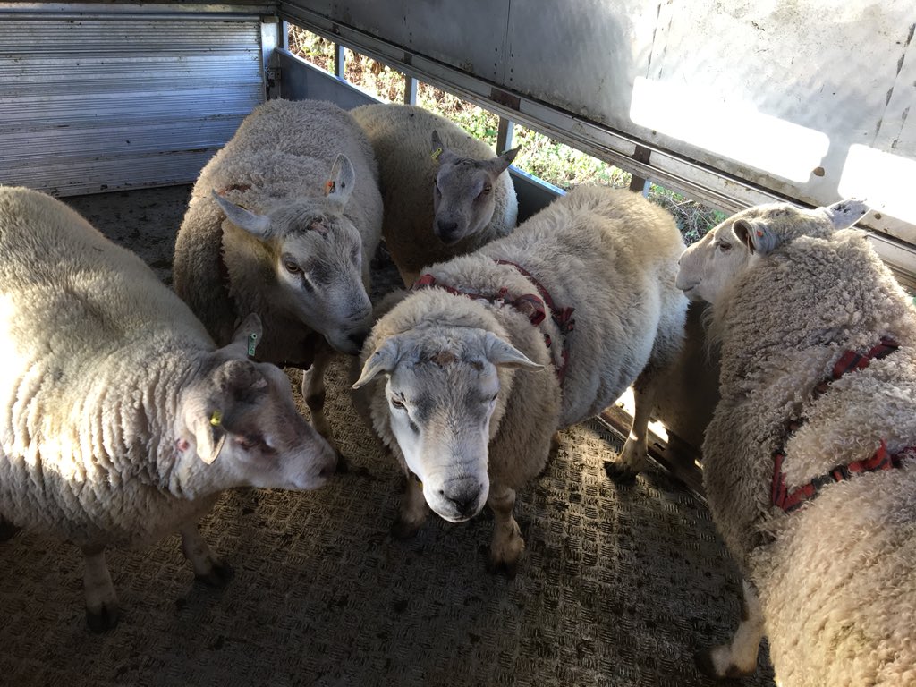 lovefarmingltd's tweet photo. Tups out later than ever today, hoping for a sunny dry May. #tupping2018 #sheep365 https://t.co/DOd6aZwuN3