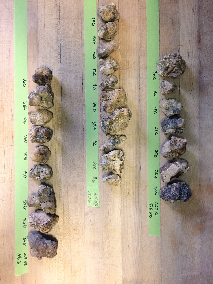 Today was a good day.  #whitetruffles <a href="/foodsinseason/">Foods In Season</a>