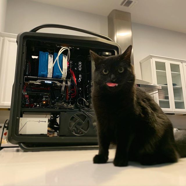 Gavin Free (@GavinFree) on Twitter photo 2018-11-30 20:26:47 Ziggy the kitten helping me upgrade my GPU in the kitchen. ift.tt/2U2c19x Ziggy the kitten helping me upgrade my GPU in the kitchen. ift.tt/2U2c19x