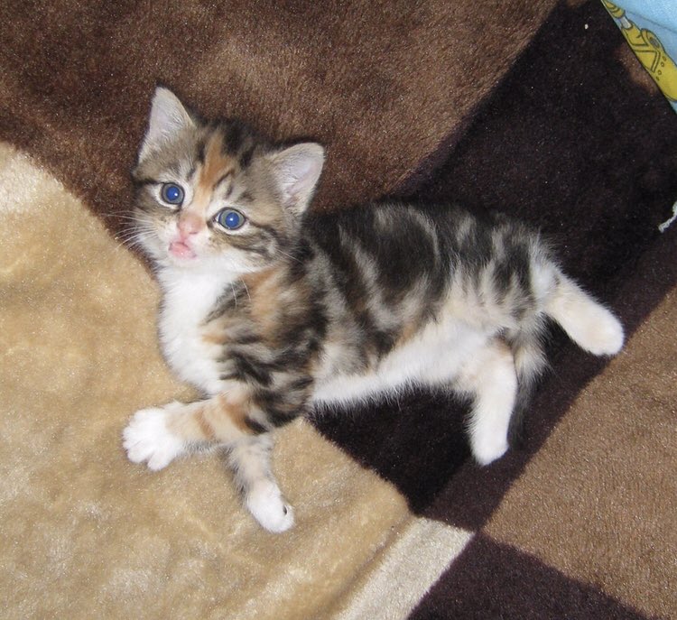 calico tabby kitten