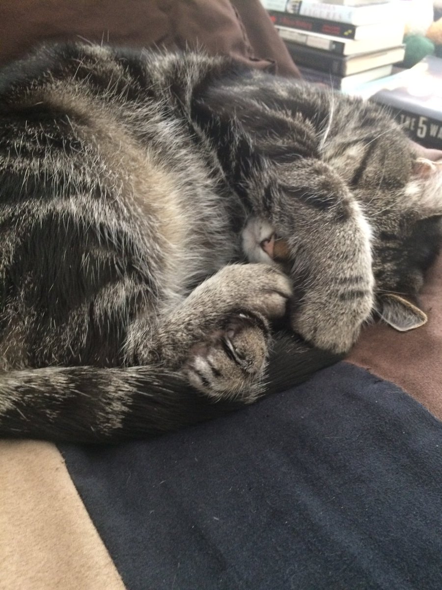 PunchedPlays's tweet photo. @BWalloch @GeekandSundry This is Brandy. https://t.co/rtcfOrjH1A