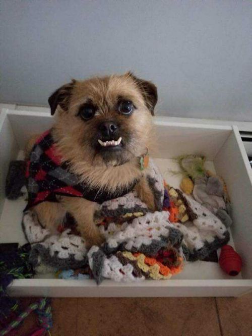 George is a male Pug/Terrier mix who wants to be your buddy! petfinder.com/petdetail/4152…