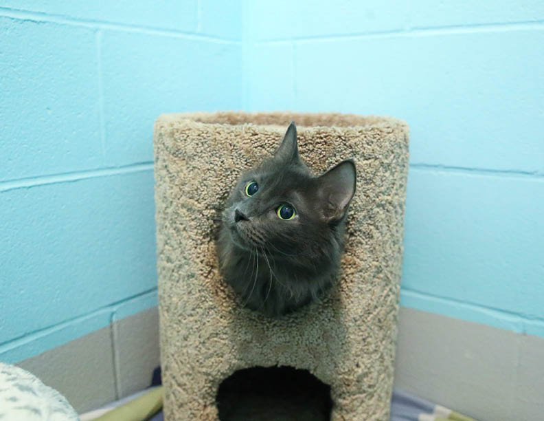 CalgaryHumane's tweet photo. Why is Timmy the most relatable cat? #ififitsisits #ME #yychumane 

Visit https://t.co/IqRRTlF3f1 to learn more 🐱 https://t.co/PNXK4lDg6q