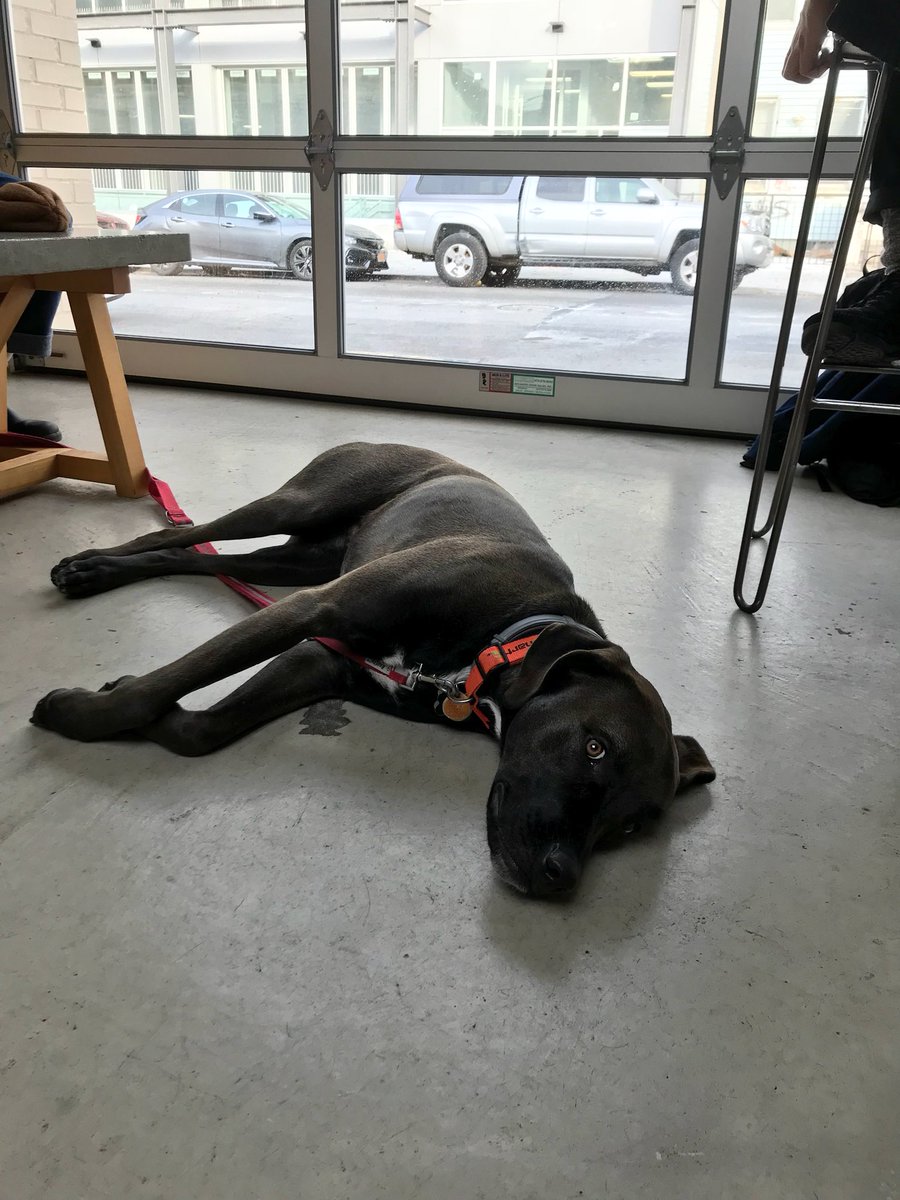 Vada_Pupper's tweet photo. Sliding into the weekend like... https://t.co/U3tVnndXQu