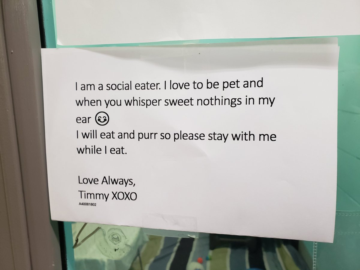 CalgaryHumane's tweet photo. Why is Timmy the most relatable cat? #ififitsisits #ME #yychumane 

Visit https://t.co/IqRRTlF3f1 to learn more 🐱 https://t.co/PNXK4lDg6q