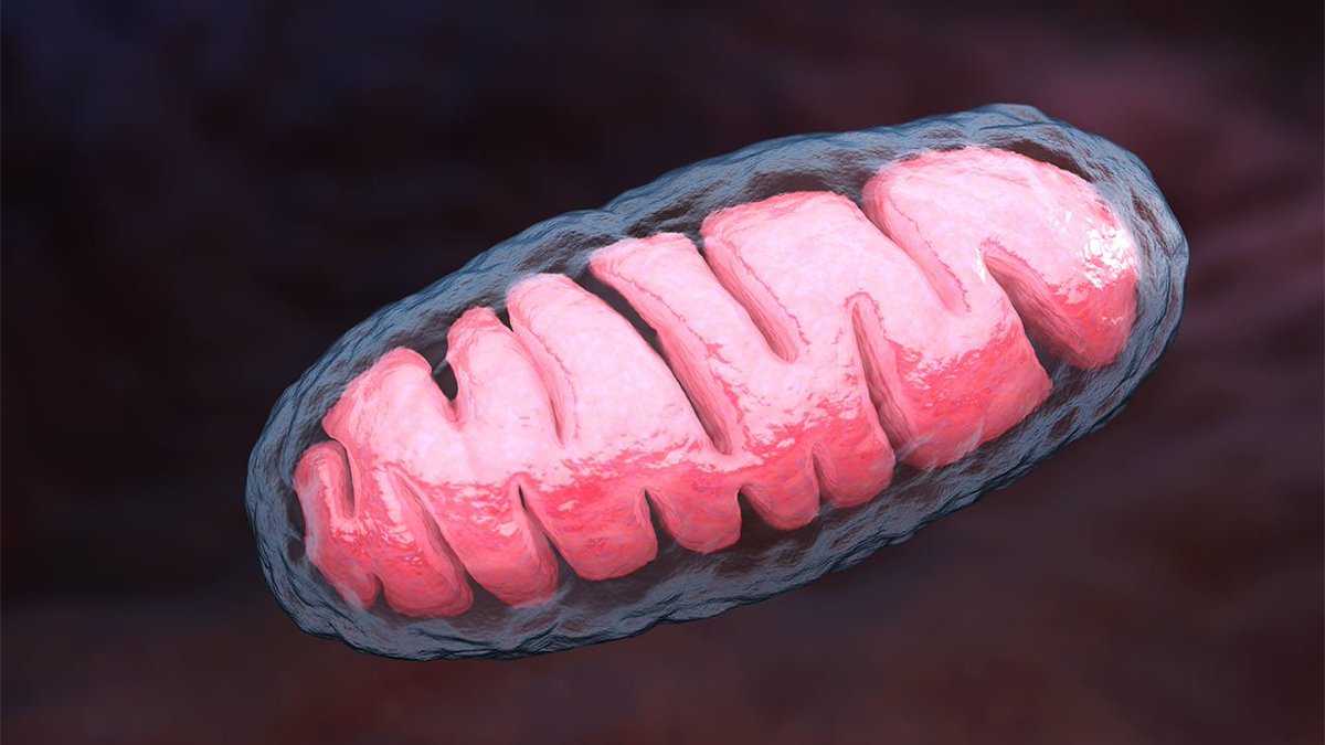 PNASNews's tweet photo. Researchers report evidence of #biparental inheritance of mitochondrial #DNA: https://t.co/Rt4c9nXTlS @sciencemagazine PNAS Article: https://t.co/bqje63Vww9 #mDNA https://t.co/N697fWZnzR