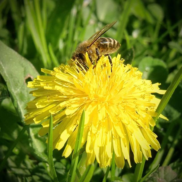 Reposting @spreadfire1: - via @Crowdfire .⠀ #springtime #austria #bees #flowers #flower #socialsteeze #petal #petals #nature #beautiful #pretty