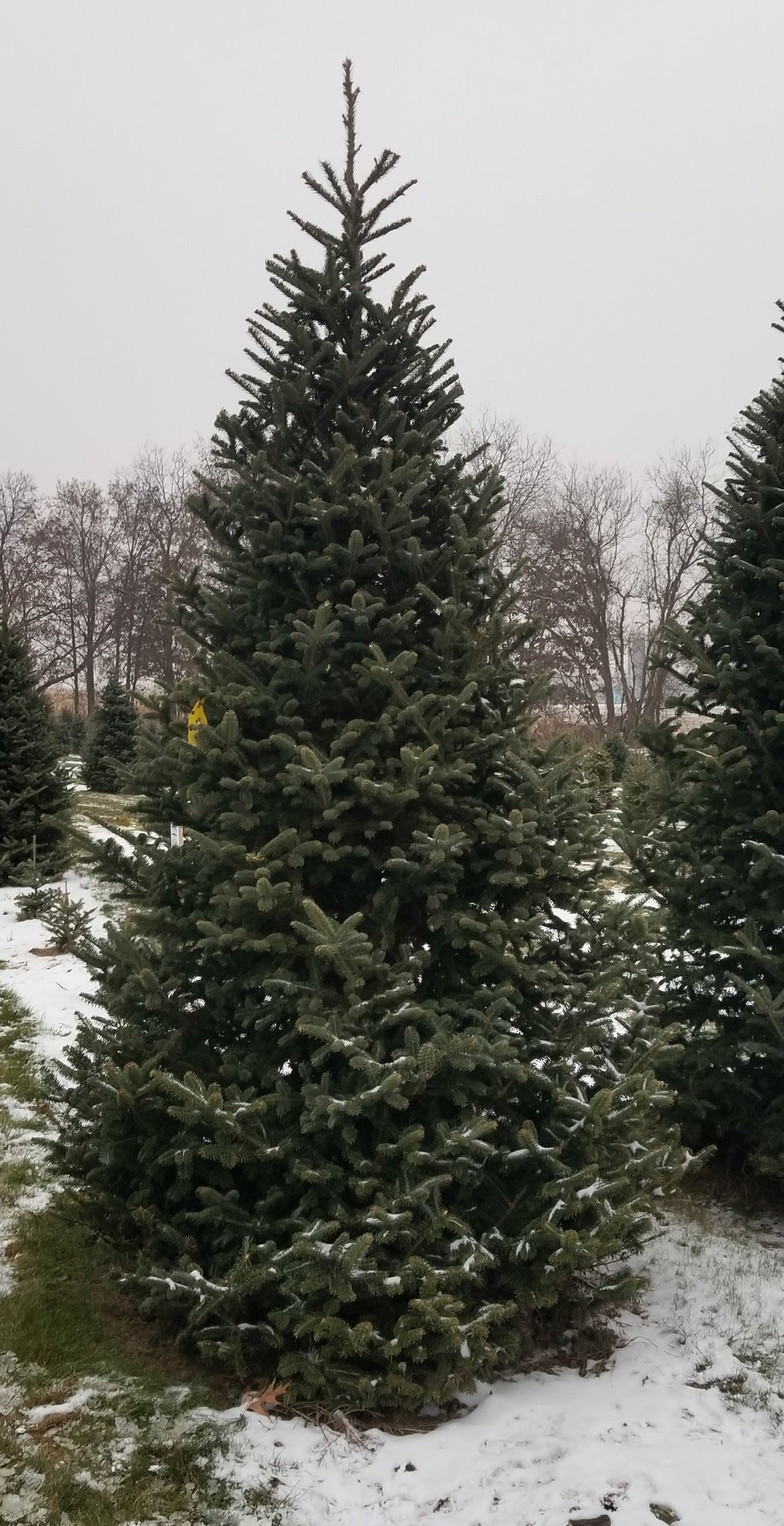 Michelle Hanley on Twitter "The Christmas Tree quest for 2018 has been