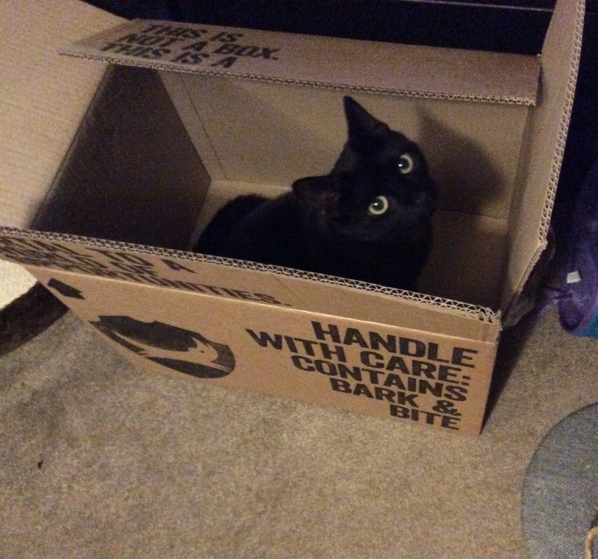 UndertakerChloe's tweet photo. @BrewDog Any room for a BrewCat? https://t.co/9GQJjVY0Z3