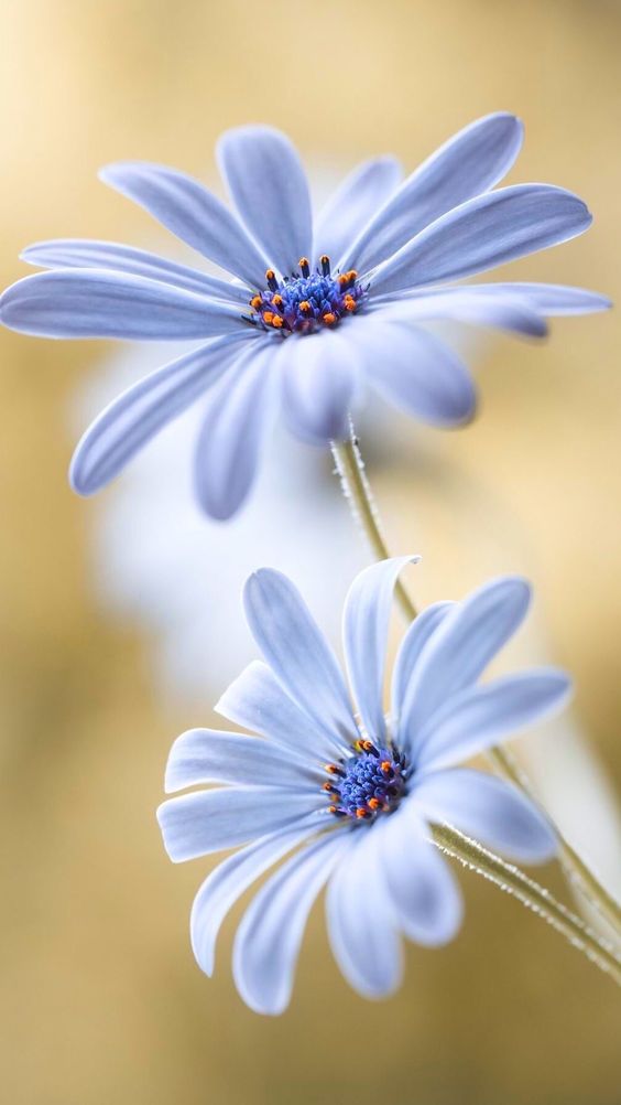 Semra Sevimli (@semrasevimli44) on Twitter photo 