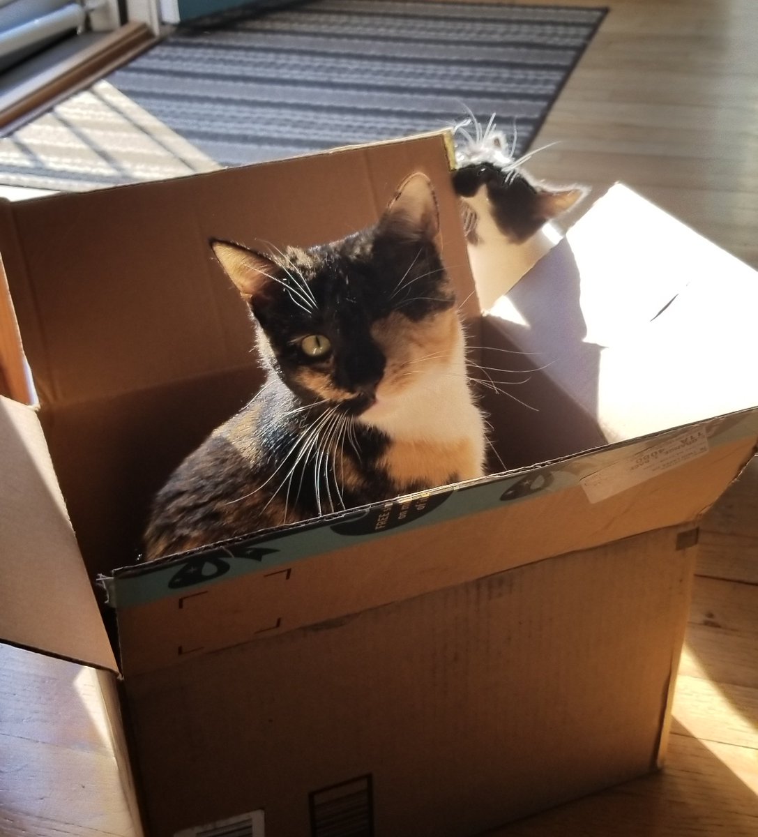 Ready for the #Fridaynightboxpawty! #CatsOfTwitter #cats #catsareawesome #ADOPT #adoptdontshop #catstagram #catoftheday
