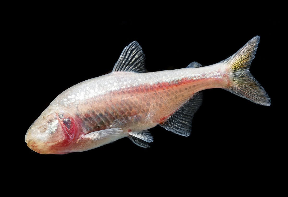 officialdwazoo's tweet photo. The #blindcavefish lack of sight does not hinder their ability to get food. Mainly #carnivorous, they have a keen sense of smell that guides them towards aquatic worms, snails, small fish, and insects. Learn more: https://t.co/YLQCIzI7m6 #dwazoo #zoo #freshwater #aquarium https://t.co/BWDjxciuPv