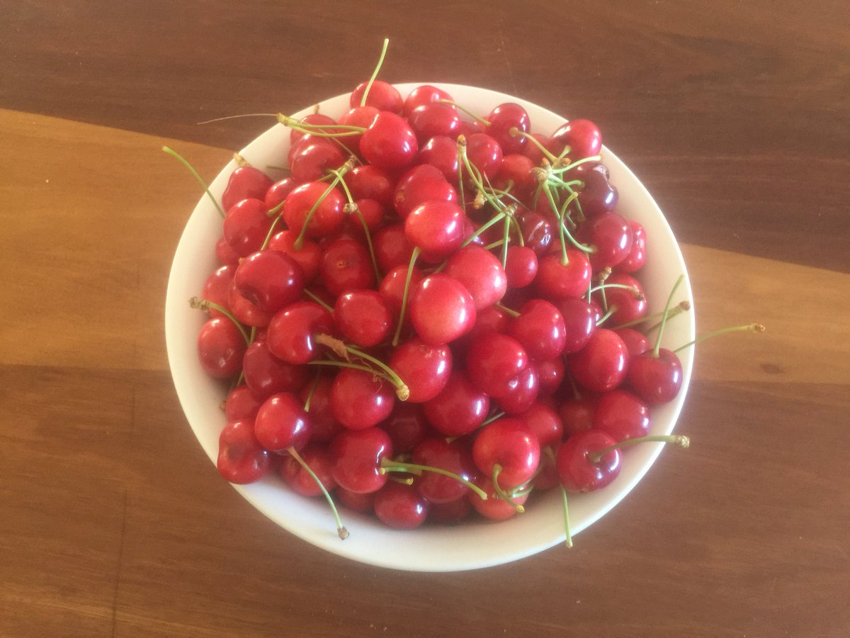 brettfo72's tweet photo. No it’s not young but we’ve just brought in our first cherry harvest 1.6kg off 2 x two year old trees Some very well fed local birds significantly reduced the yield before we got the nets on https://t.co/wEiEe2r6x0