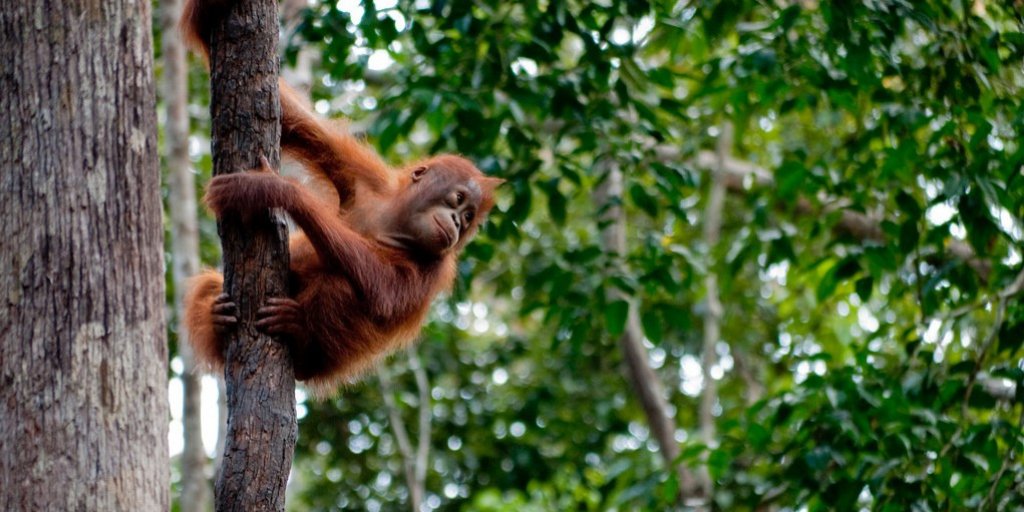NWF's tweet photo. Our @NWF_Intl team welcomes the new standard from @RSPOtweets that will ensure that “Certified Sustainable Palm Oil” is truly connected to better conservation of orangutan, jaguar, and gorilla habitat. Learn more: https://t.co/COlKeel7Eb https://t.co/h59SEDWxFA