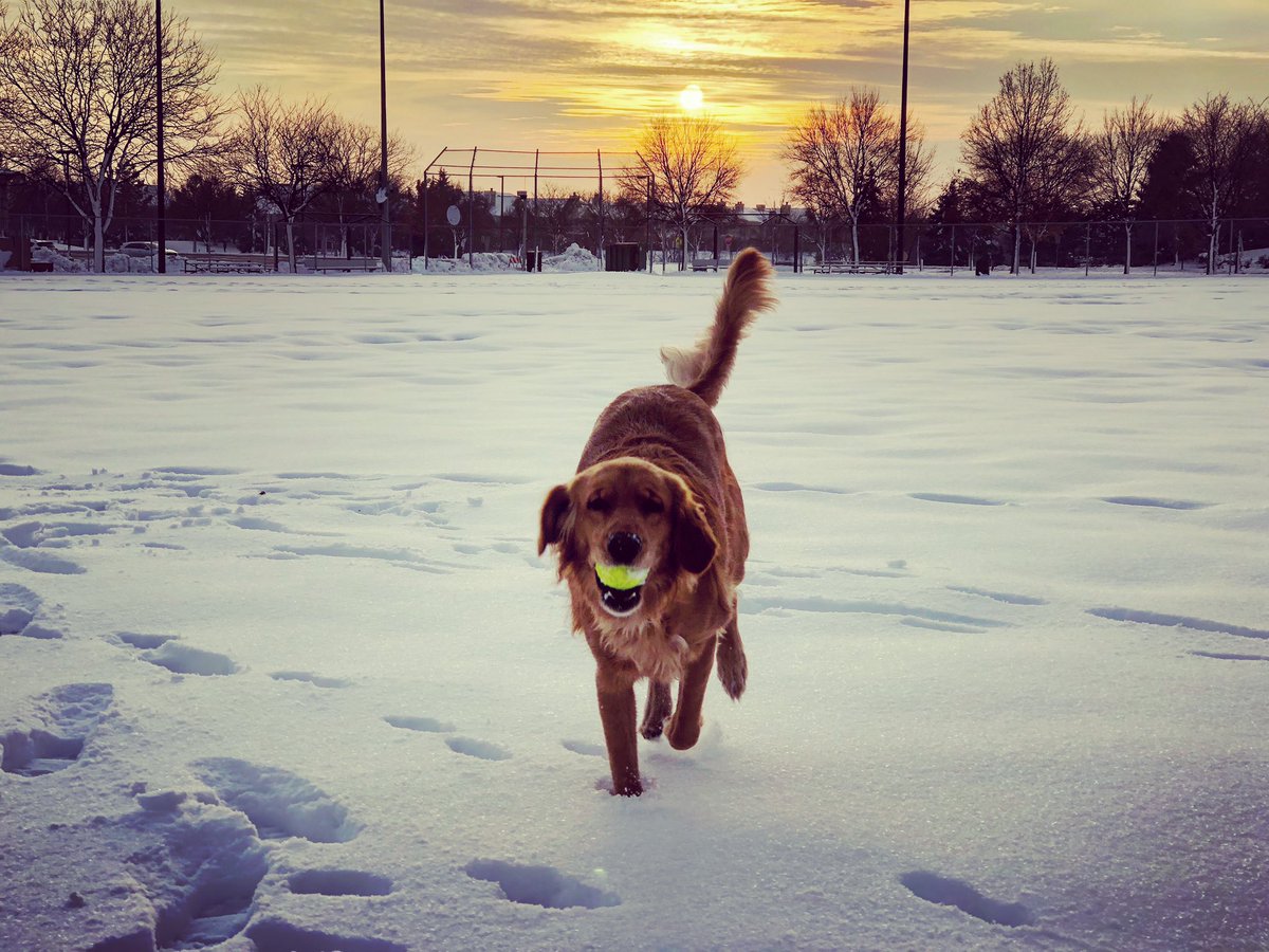 JPie25's tweet image. Ivy getting some practice fielding grounders. She lives up to her namesake pretty well, @Cubs. #NoOffseason #IvyAddison #FreeAgent #HotStove