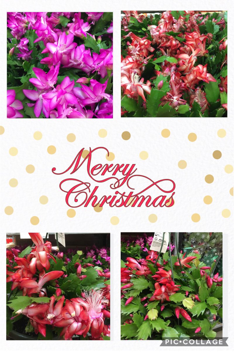 7Karthur's tweet photo. 🎄Big, beautiful blooms at Lenoir City Home Depot!🎄#HD740 #Knoxville @jaybisping @Jaydeckard @CamDaven @GuinnJeff #thegreenteam #zygocactus #pansies https://t.co/mBzRYtRzo6
