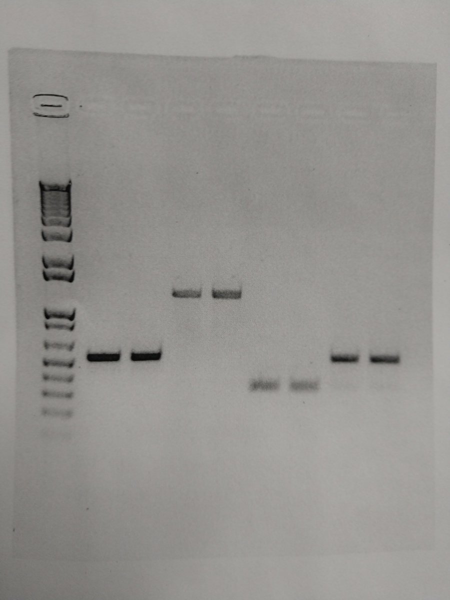 Ilovebraaains's tweet photo. This makes me so happy. First little experiment at my new institution. It worked! https://t.co/y3OQKWn7f9