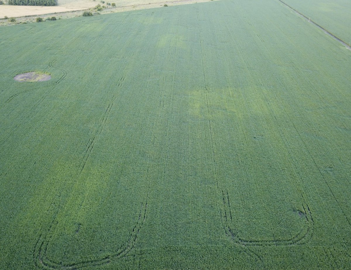 JulianMuguerza's tweet image. Dosis cero de N en ensayos de @YaraArgentina #nsensor