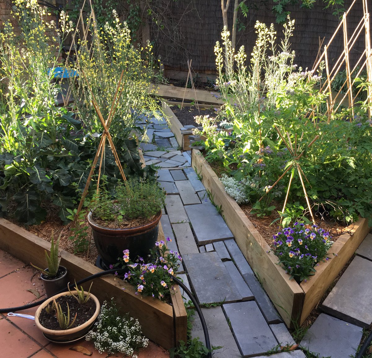 #summer #sunlight on my #beautiful #garden with #reclaimed #bluestone #crazyPaving 
#iLoveMyGarden #veggieGarden #edibleGarden #gardenDesign #greenThumb #eltham #melbourne #australia