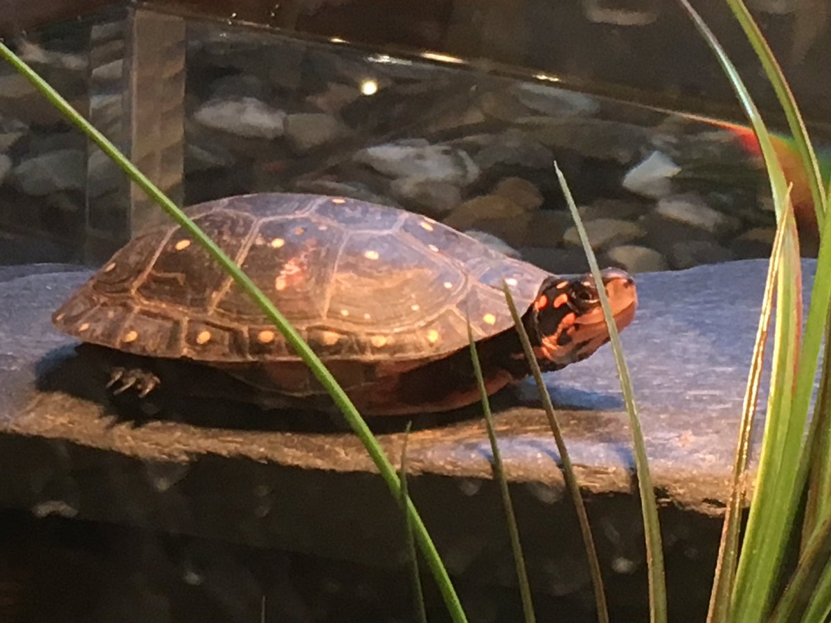 MabelTheFilm's tweet photo. We saw a tortoise today on our travels - not quite Constance, but still very cute! #cuteanimals https://t.co/gvk3ClTO7T