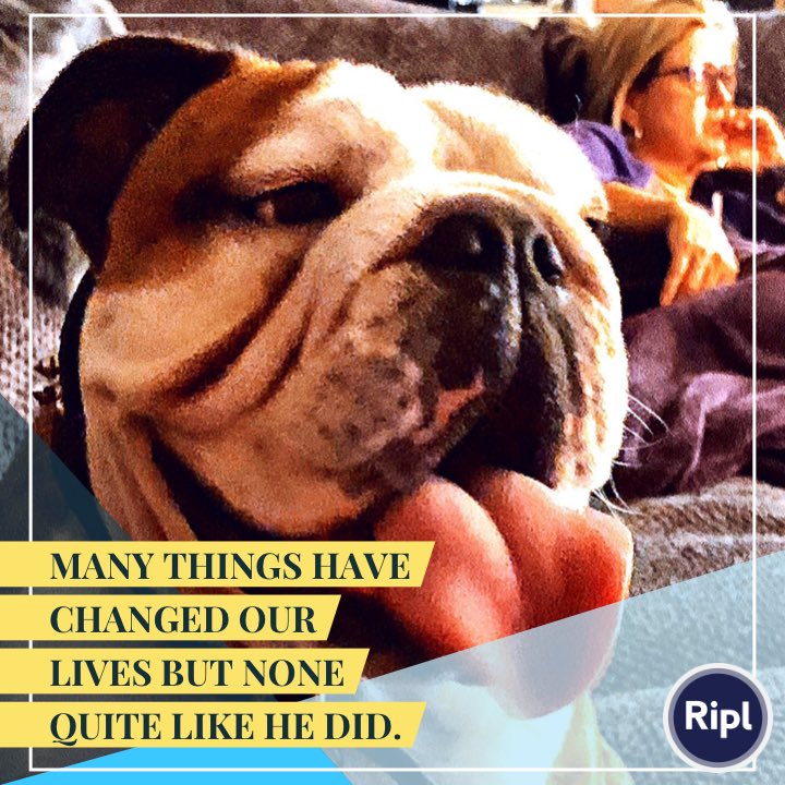 jstheBROfessor's tweet photo. My buddy #englishbulldog #bulldog #joeythebrofessor #petsofinstagram #englishbulldogs #bulldogsofinstagram #bullies #petstagram #lovemybully #bulldoglove #bullyliebe #bulldoglife #instalove #dogsofinstagram #bully #bullyinstafeature
#drivecampexplore #adventureseekers #overlander https://t.co/RJb9D8RsUl