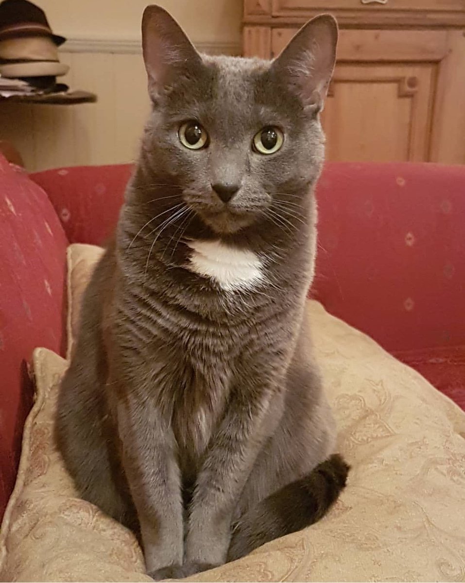 KateriLanthier's tweet photo. @cantlit @JenSookfongLee Roxy (a rescue cat: we kept the name given to her by the rescuers) pays close attention at poetry readings... #catsofcanlit https://t.co/5kou6Enm6l