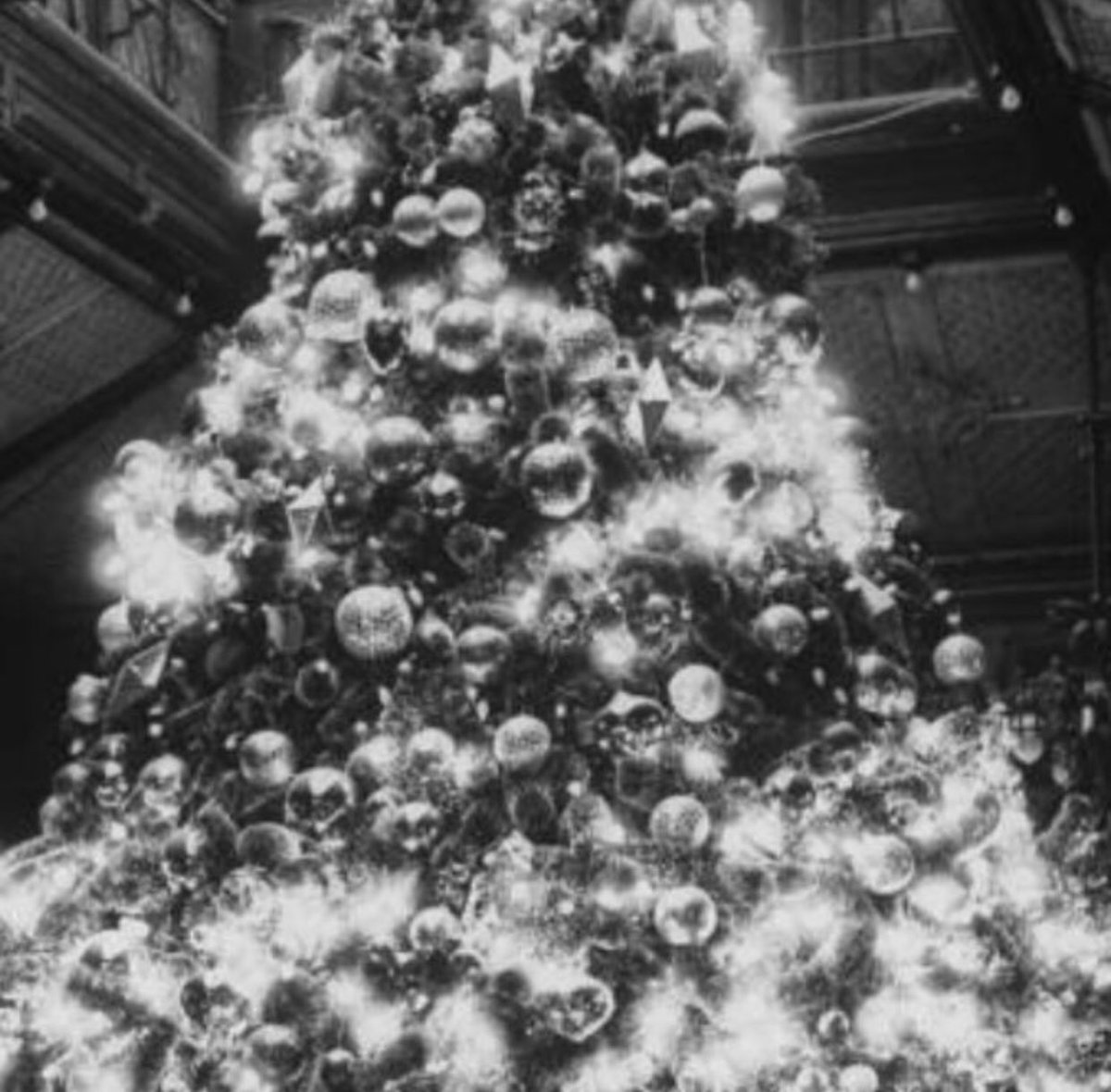 #luchows always known for elaborate holiday decorations, even boasted the biggest indoor tree in Manhattan in the early 1900s. Capital Club 16 tree goes up this Monday with a nice one from @highcountryfirs #downtownraleigh