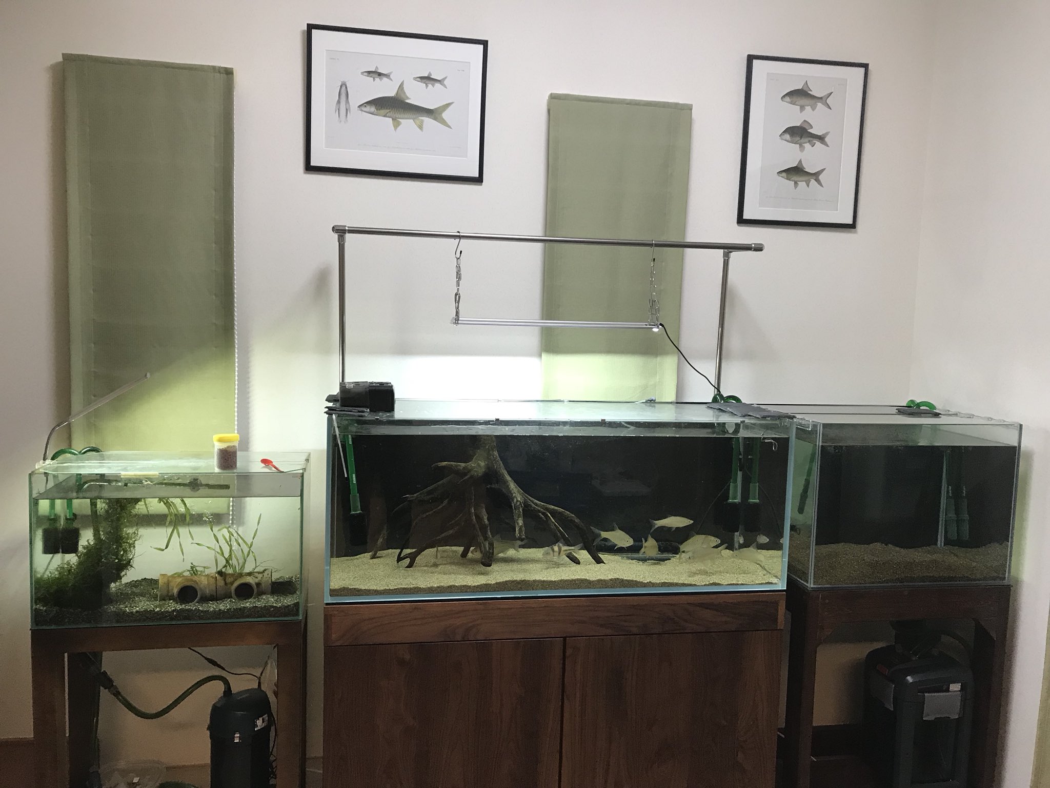 O Xrhsths 丸山宗利 Maruyama Sto Twitter 新居の水槽部屋 床を補強して防水タイルを貼った 1センチ水槽は東南アジアの地味なコイ科 同属のお魚の博物画を飾っている Pieter Bleeker 1870 Atlas Ichthyologique Des Indes Orientales Neerlandaises